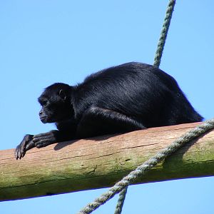 Colombian spider monkey at South Lakes Wild Animal Park, 23 May 2010