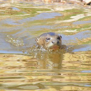 Giant otter at South Lakes Wild Animal Park, 23 May 2010