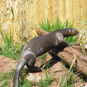 Giant otter at South Lakes Wild Animal Park, 23 May 2010