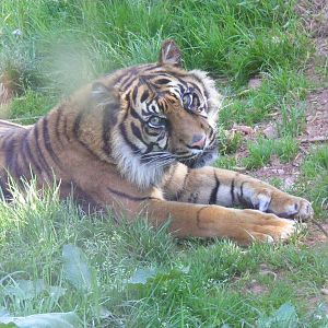 Sumatran tiger at South Lakes Wild Animal Park, 23 May 2010