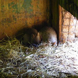 Brush-tailed bettongs at South Lakes Wild Animal Park, 23 May 2010