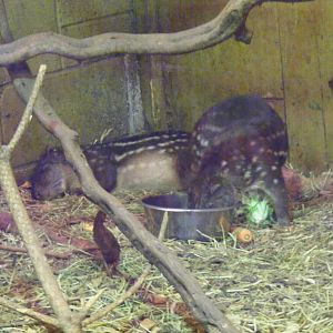 Lowland pacas at South Lakes Wild Animal Park, 23 May 2010
