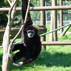 White-handed gibbon at South Lakes Wild Animal Park, 23 May 2010