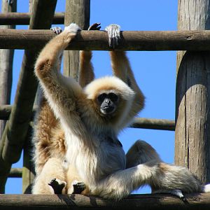 White-handed gibbons at South Lakes Wild Animal Park, 23 May 2010
