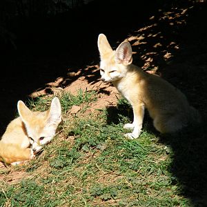 Fennec foxes at South Lakes Wild Animal Park, 23 May 2010