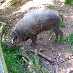 Babirusa at South Lakes Wild Animal Park, 23 May 2010