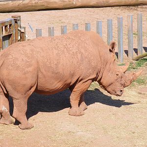White rhino at South Lakes Wild Animal Park, 23 May 2010