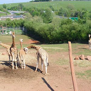 Bachelor herd of giraffes (lion enclosure behind) at South Lakes Wild Anima