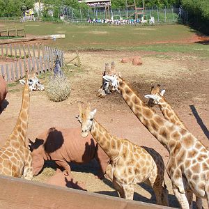 Giraffes and white rhinos at South Lakes Wild Animal Park, 23 May 2010