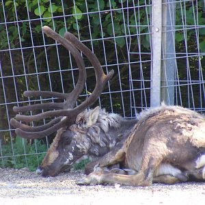 Reindeer at South Lakes Wild Animal Park, 23 May 2010