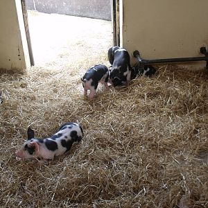 Piglets