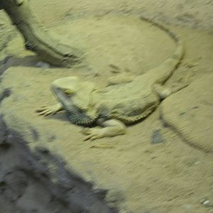 Bearded Dragon