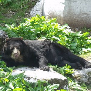 Spectacaled bear