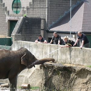 Keepers giving elephant a much needed shower