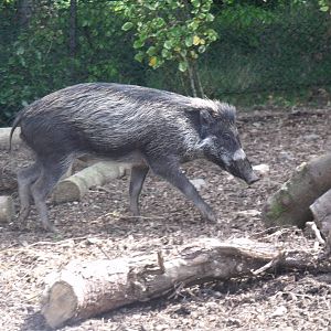 Malcolm the Warty Pig