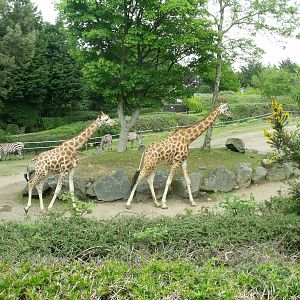 Giraffe Paddock