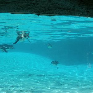 Penguins underwater