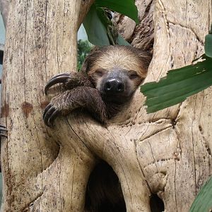 Two-toed Sloth