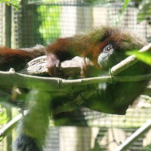 Red Titi Monkeys