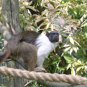 Pied Tamerin
