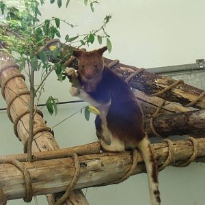Tree Kangaroo