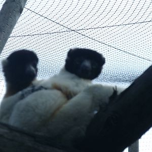 Sifakas
