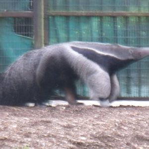 Giant Anteater