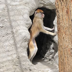 patas monkey