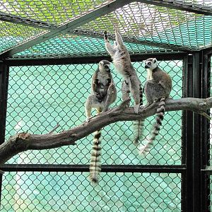 ring-tailed lemur