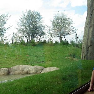 Giants of the Savanna - Cheetah exhibit