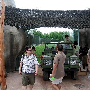 Giants of the Savanna: Range Rover Cheetah viewing