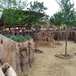 Giants of the Savanna: Giraffe feeding