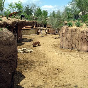 Giants of the Savanna: Red River Hogs exhibit