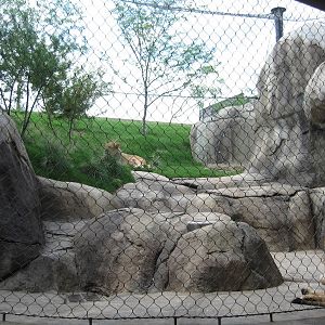Giants of the Savanna: Big Cat Encounter area