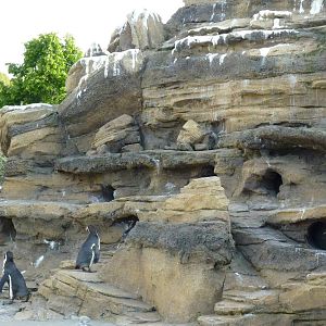 Humboldt Penguin Exhibit