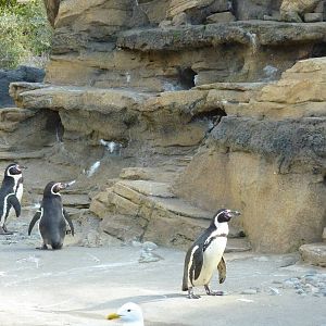 Humboldt Penguin Exhibit