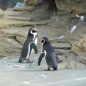 Humboldt Penguins
