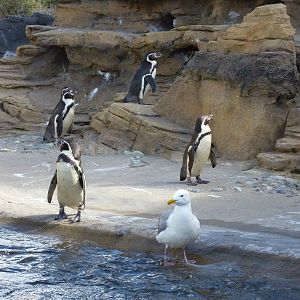 Humboldt Penguin Exhibit