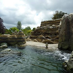 Humboldt Penguin Exhibit