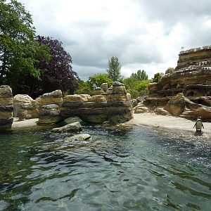 Humboldt Penguin Exhibit