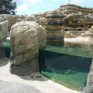Humboldt Penguin Exhibit