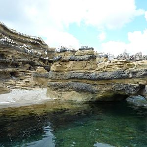 Humboldt Penguin Exhibit