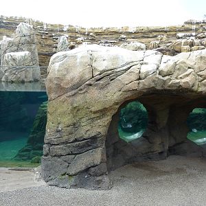 Humboldt Penguin Exhibit