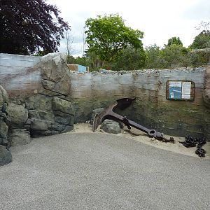 Humboldt Penguin Exhibit