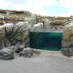 Humboldt Penguin Exhibit
