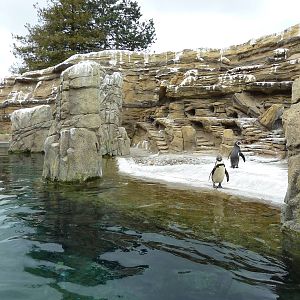 Humboldt Penguin Exhibit