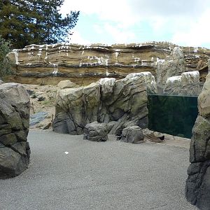 Humboldt Penguin Exhibit