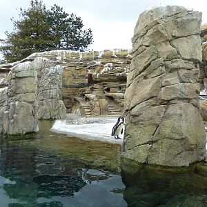 Humboldt Penguin Exhibit