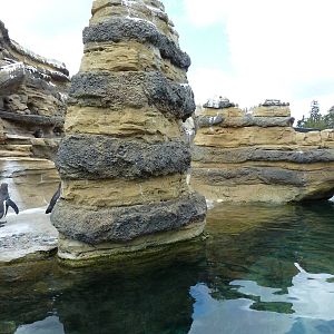 Humboldt Penguin Exhibit
