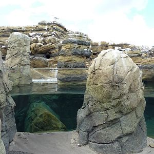 Humboldt Penguin Exhibit